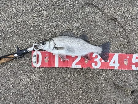 雨の中、ヒラセイゴをゲット！