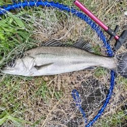 マルスズキ（セイゴ）が釣れました。