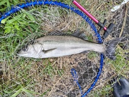 マルスズキ（セイゴ）が釣れました。