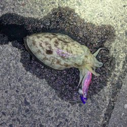 剣先ならず甲イカ