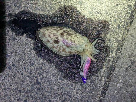 剣先ならず甲イカ