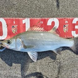 チヌとヒラセイゴが釣れました!