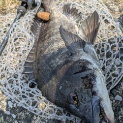 激渋広島チニング