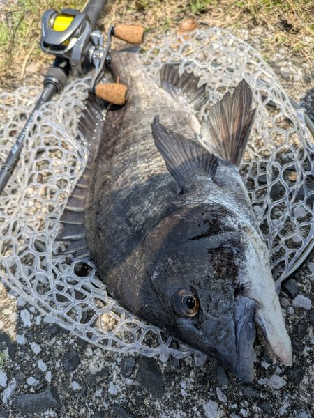 激渋広島チニング