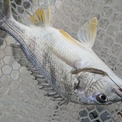 チニング対決企画「鯛MAN」初戦