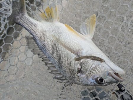 チニング対決企画「鯛MAN」初戦