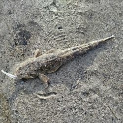 マゴチとヒラセイゴ釣れました!