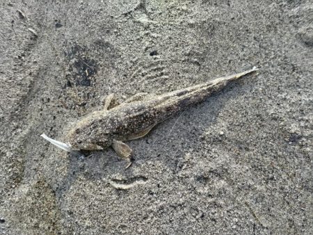 マゴチとヒラセイゴ釣れました!