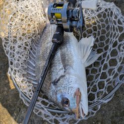 ちょい渋めの広島チニング