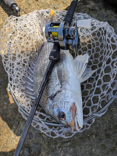 ちょい渋めの広島チニング