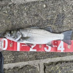 ヒラスズキ釣れました!