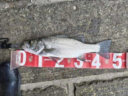 ヒラスズキ釣れました!