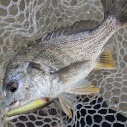 雨中広島チニング