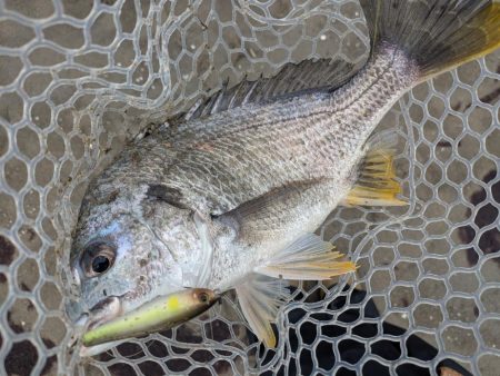 雨中広島チニング