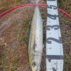 サゴシからサワラ