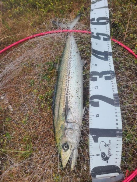 サゴシからサワラ