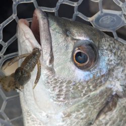 雨爆！広島チニング