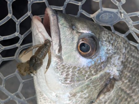 雨爆！広島チニング