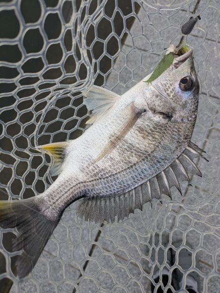 チニング対決企画「鯛MAN」第2戦