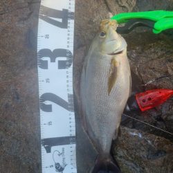 イサキ狙いも一匹、脂少なめ