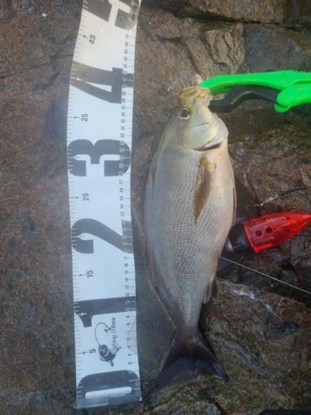 イサキ狙いも一匹、脂少なめ