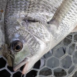 完全潮止まり大苦戦チニング