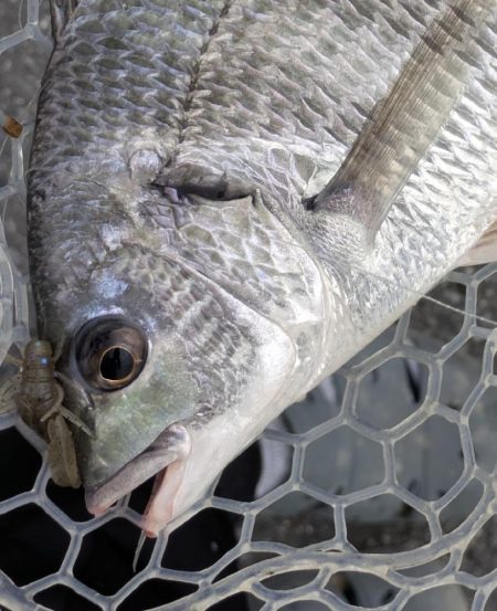 完全潮止まり大苦戦チニング