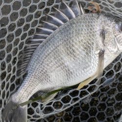 今日も渋々チニング