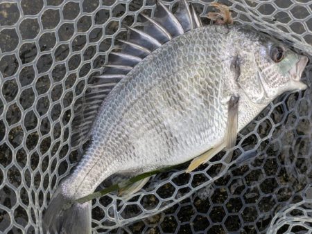 今日も渋々チニング