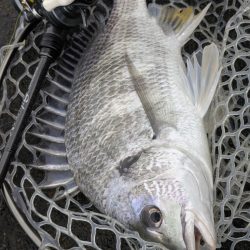 広島チニングツツツツ抜けの43枚！