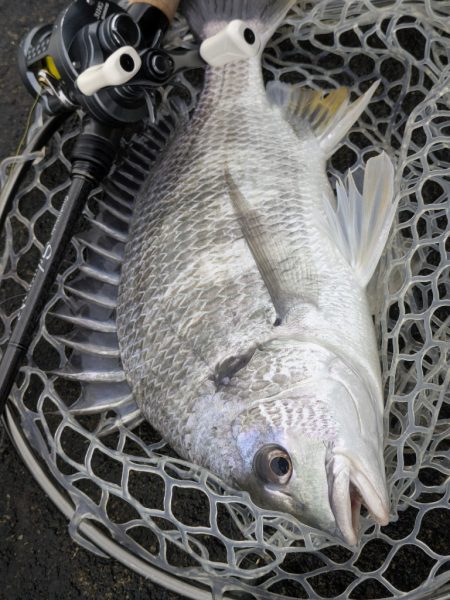 広島チニングツツツツ抜けの43枚！