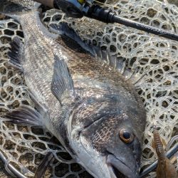 暑難広島チニング