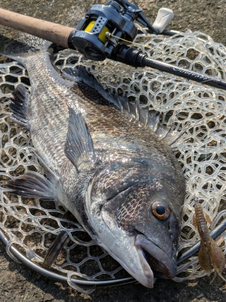 暑難広島チニング