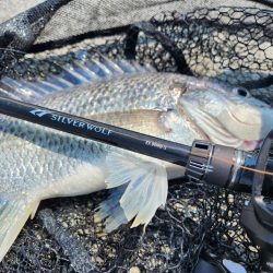 ツ抜け市内チニング