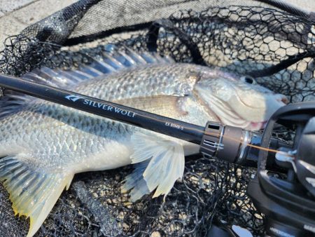 ツ抜け市内チニング