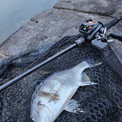 嬉しいチニングゲスト