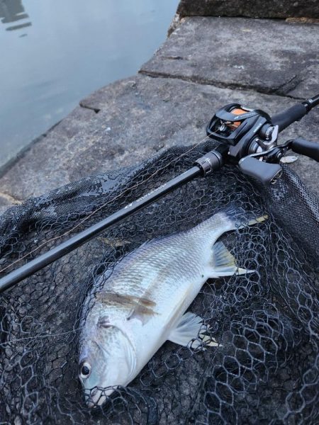 嬉しいチニングゲスト