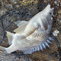 雨のなかチニング