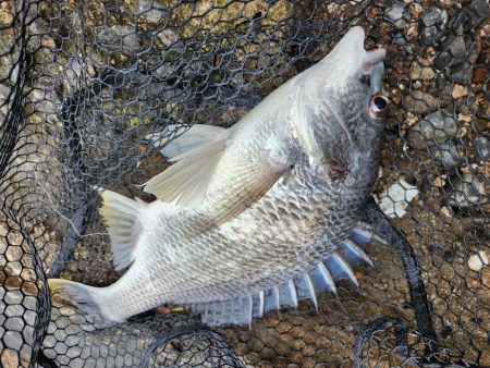 雨のなかチニング