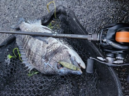 フラグ&ボトムチニング