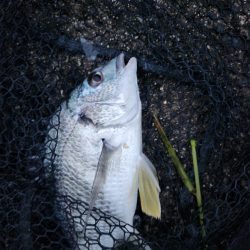 しごおわチニング