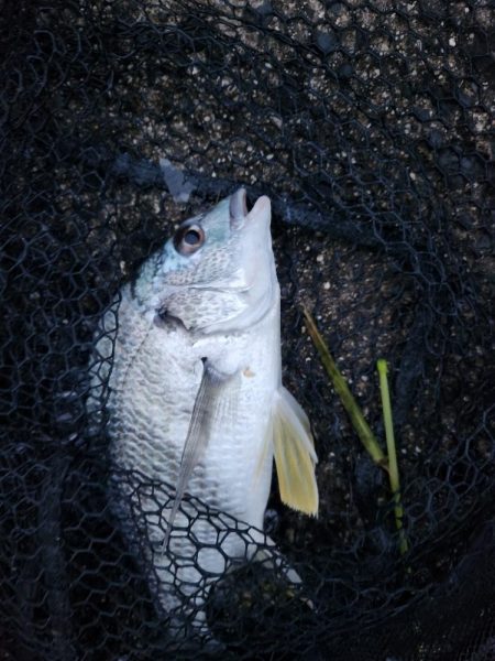 しごおわチニング