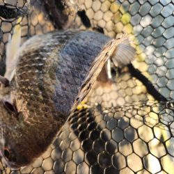 しごおわチニング