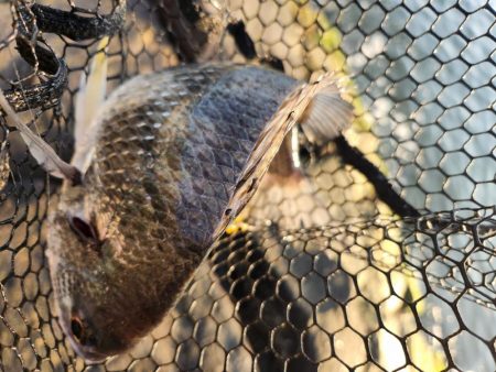 しごおわチニング