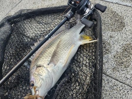 フワフワチニング