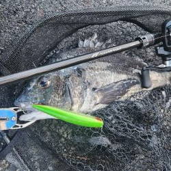 プラグチニング