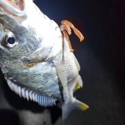 真夜中海チニング