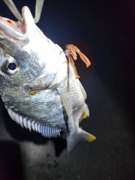 真夜中海チニング