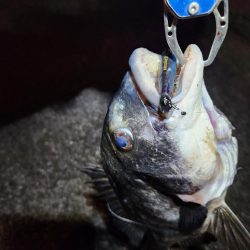 ボトム、プラグチニング