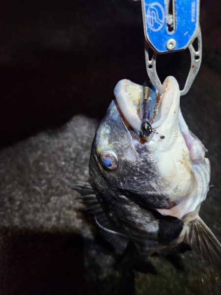 ボトム、プラグチニング